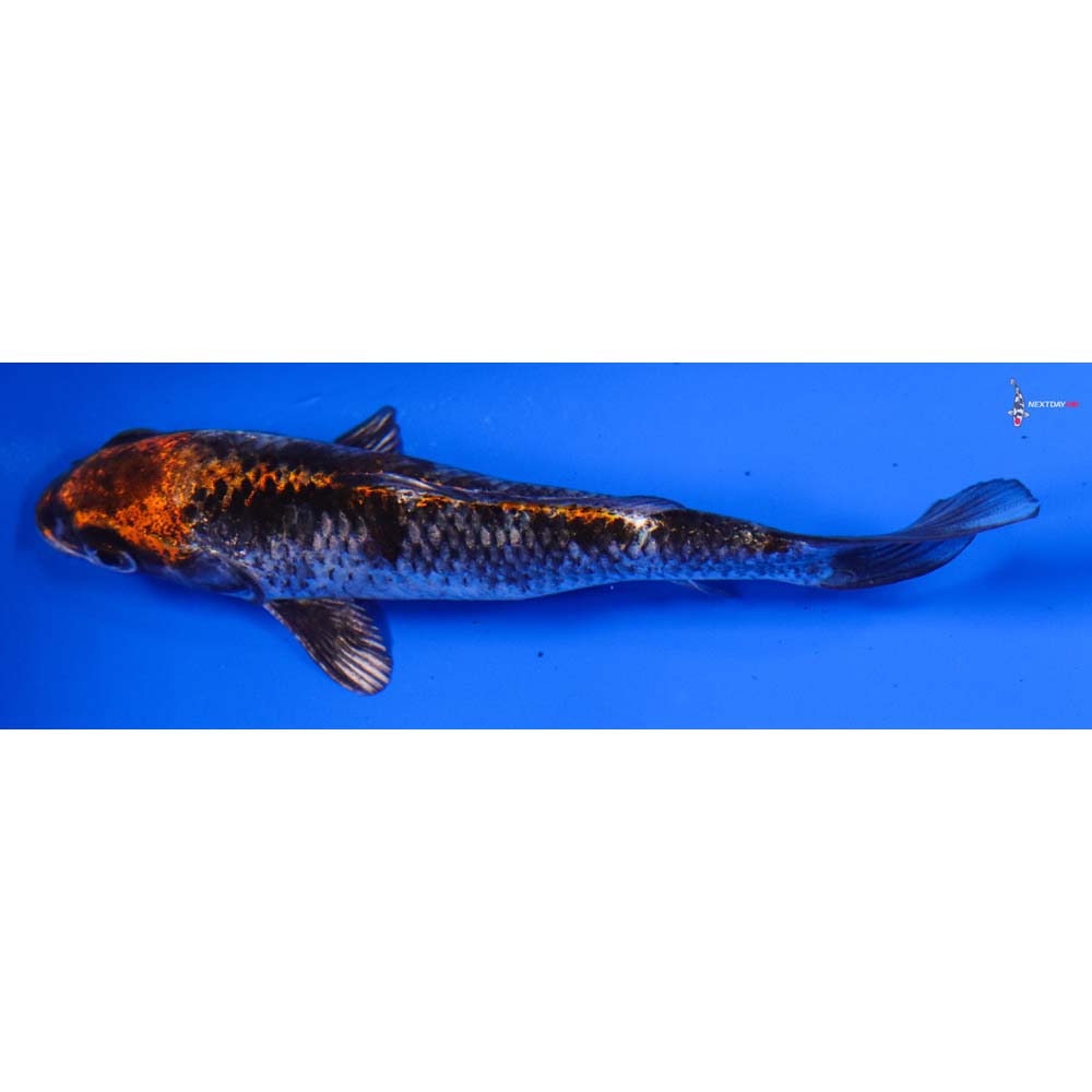 4” Imported Kujaku