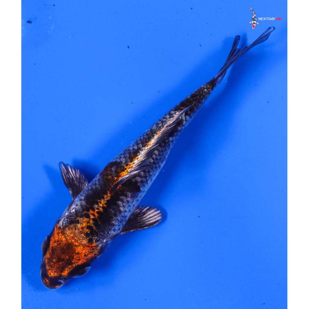 4” Imported Kujaku