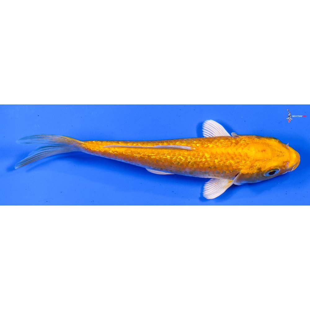 5” Imported Gin Rin Yamabuki Ogon