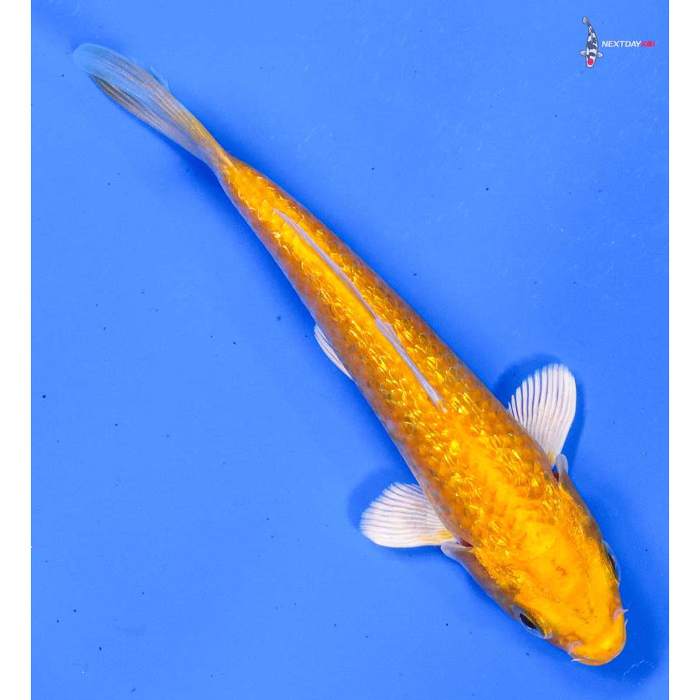 5” Imported Gin Rin Yamabuki Ogon