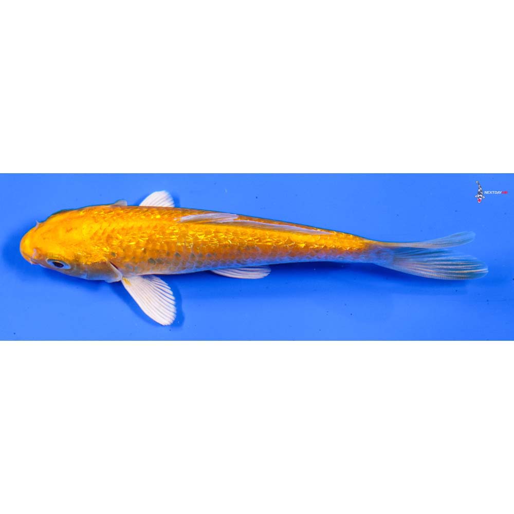 5” Imported Gin Rin Yamabuki Ogon