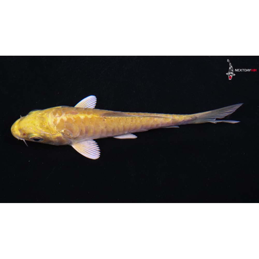 3.5” Imported Armor Scaled Yamabuki Ogon