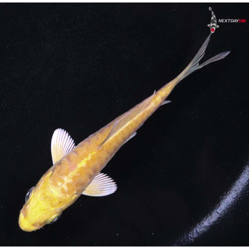 3.5” Imported Armor Scaled Yamabuki Ogon