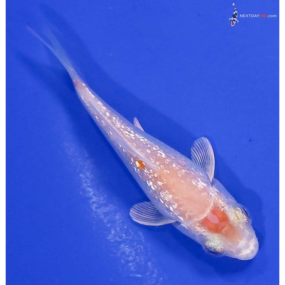 3” Imported Gin Rin Hariwake