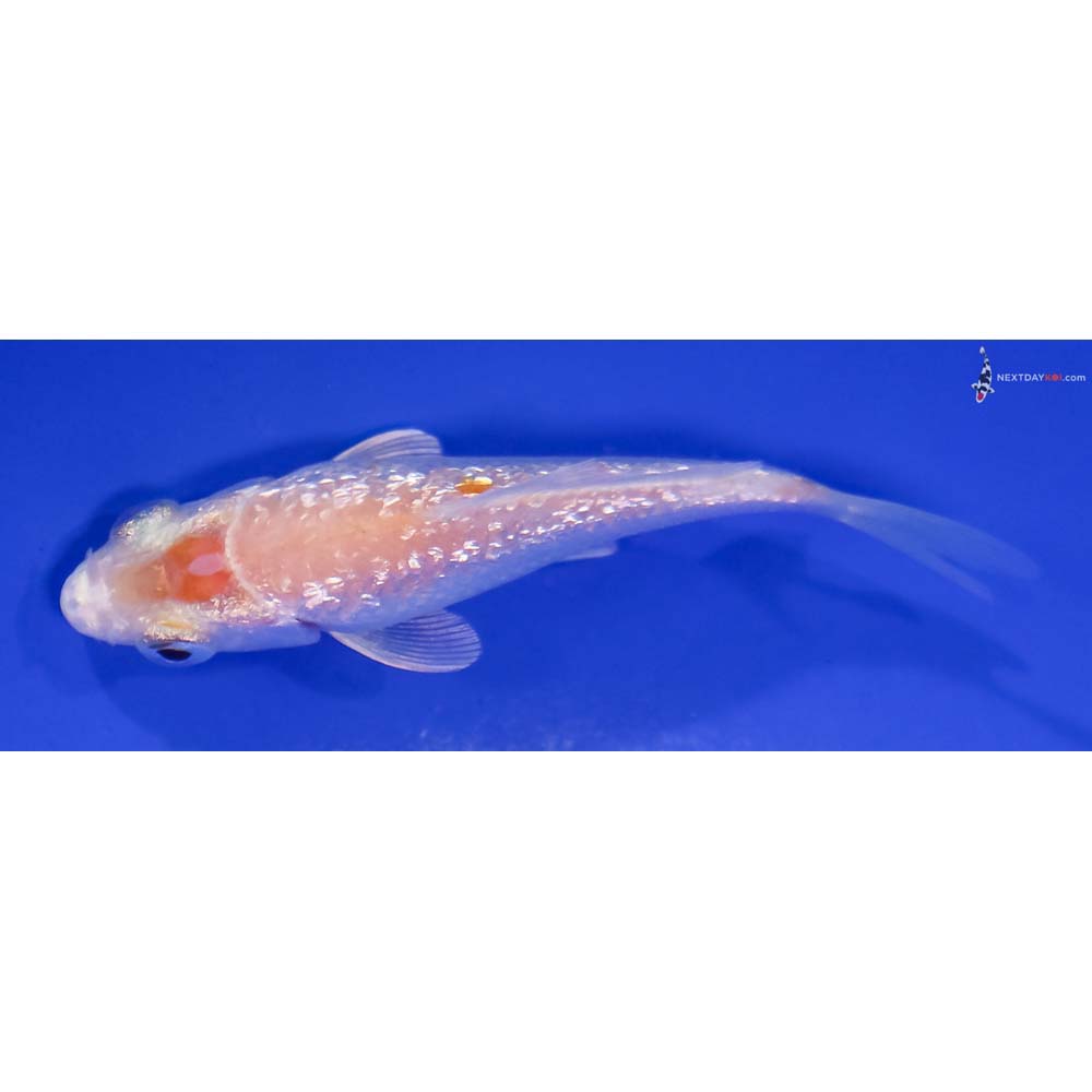 3” Imported Gin Rin Hariwake