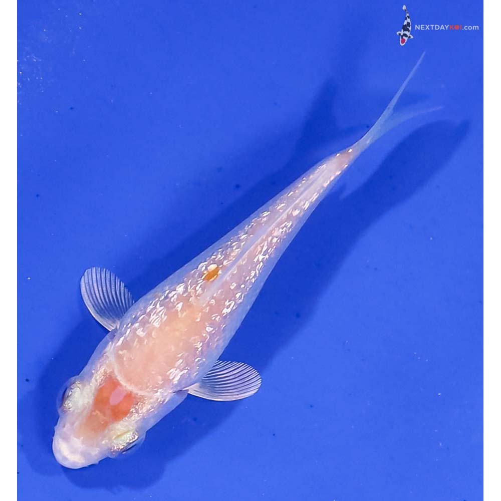 3” Imported Gin Rin Hariwake