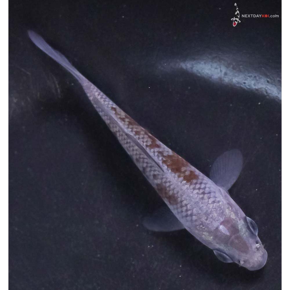 3.5” Imported Ochiba Shigure