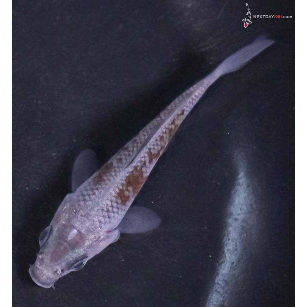 3.5” Imported Ochiba Shigure