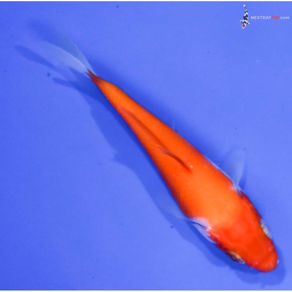 3.5” Imported Kohaku
