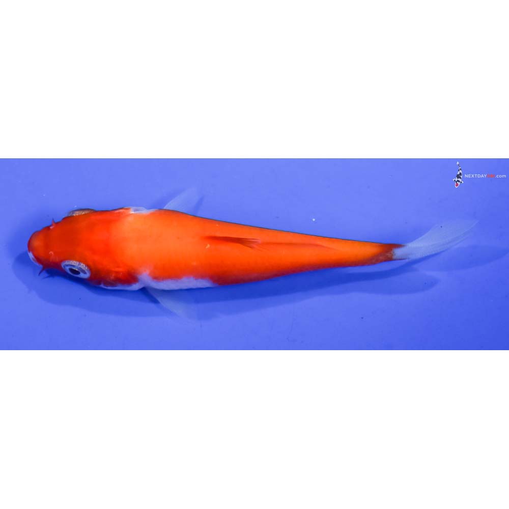 3.5” Imported Kohaku