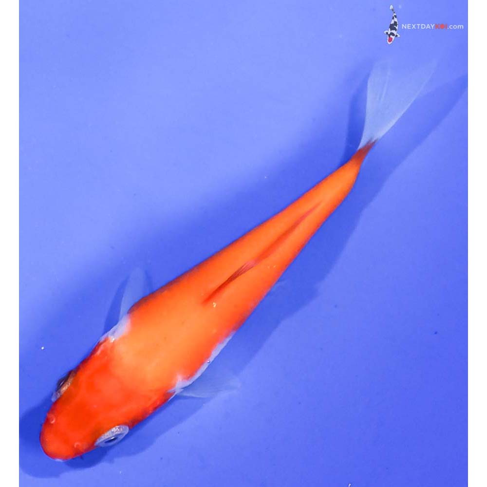 3.5” Imported Kohaku