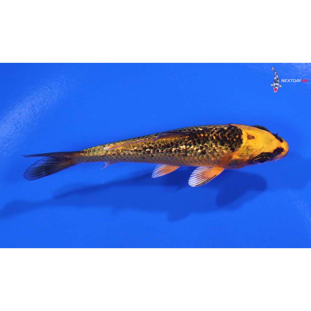 3” Imported Gin Rin Ki Matsuba