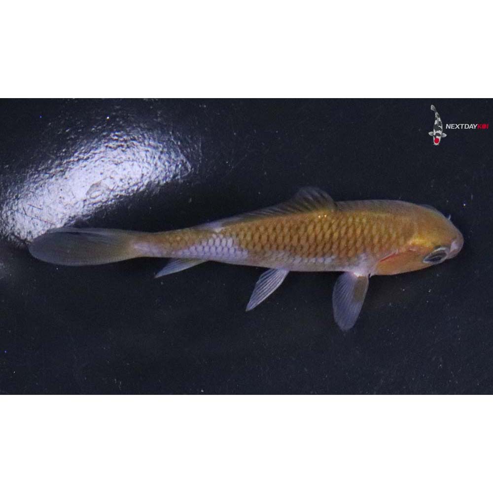 3.5” Imported Ochiba Shigure