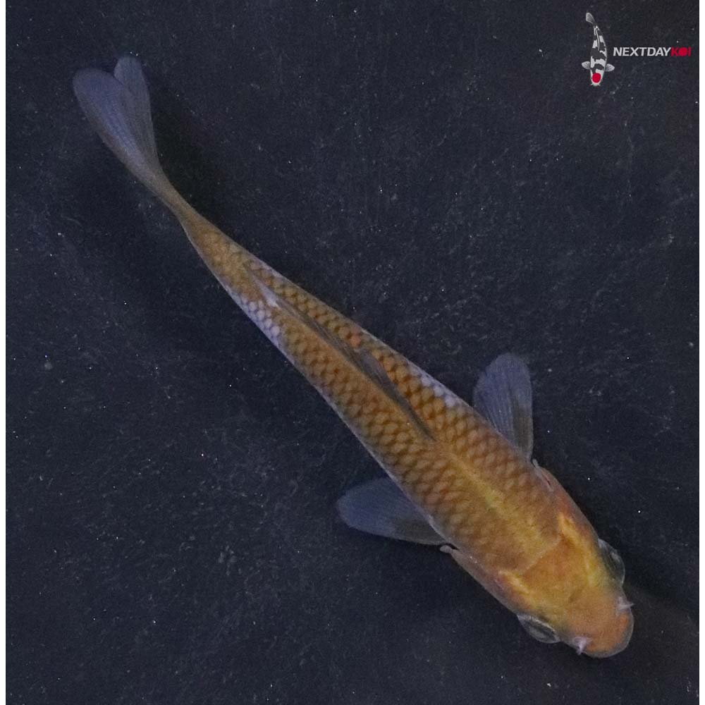 3.5” Imported Ochiba Shigure