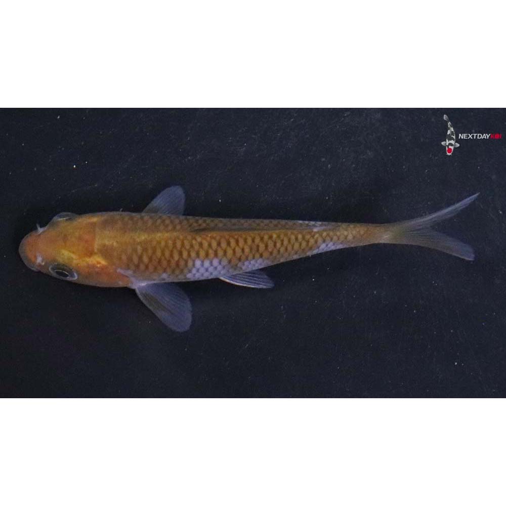 3.5” Imported Ochiba Shigure