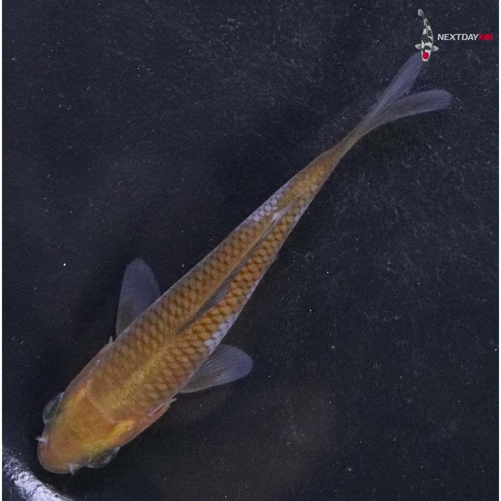 3.5” Imported Ochiba Shigure