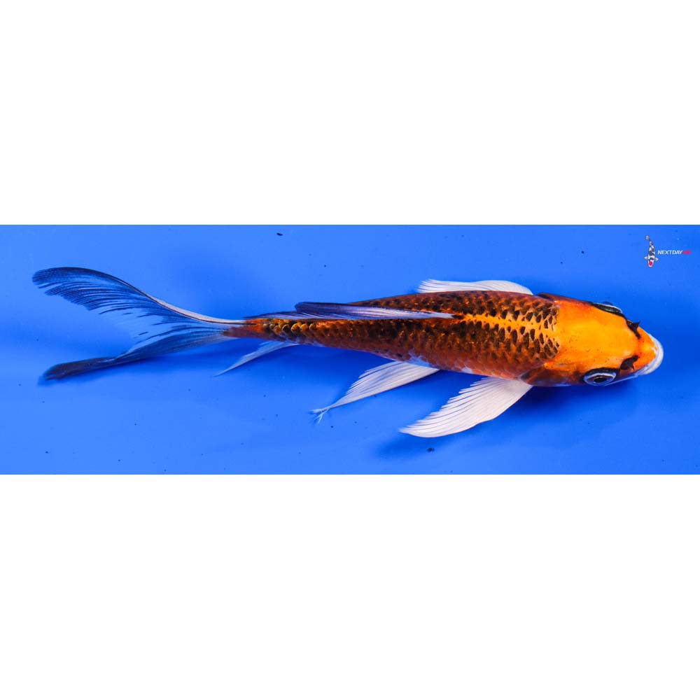 6” Imported Kujaku Butterfly Koi