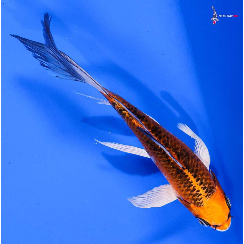 6” Imported Kujaku Butterfly Koi