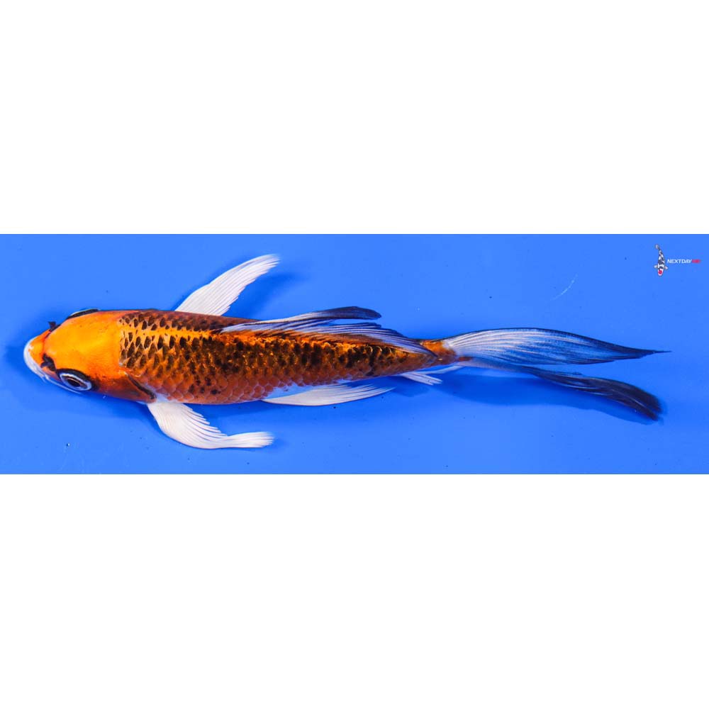 6” Imported Kujaku Butterfly Koi