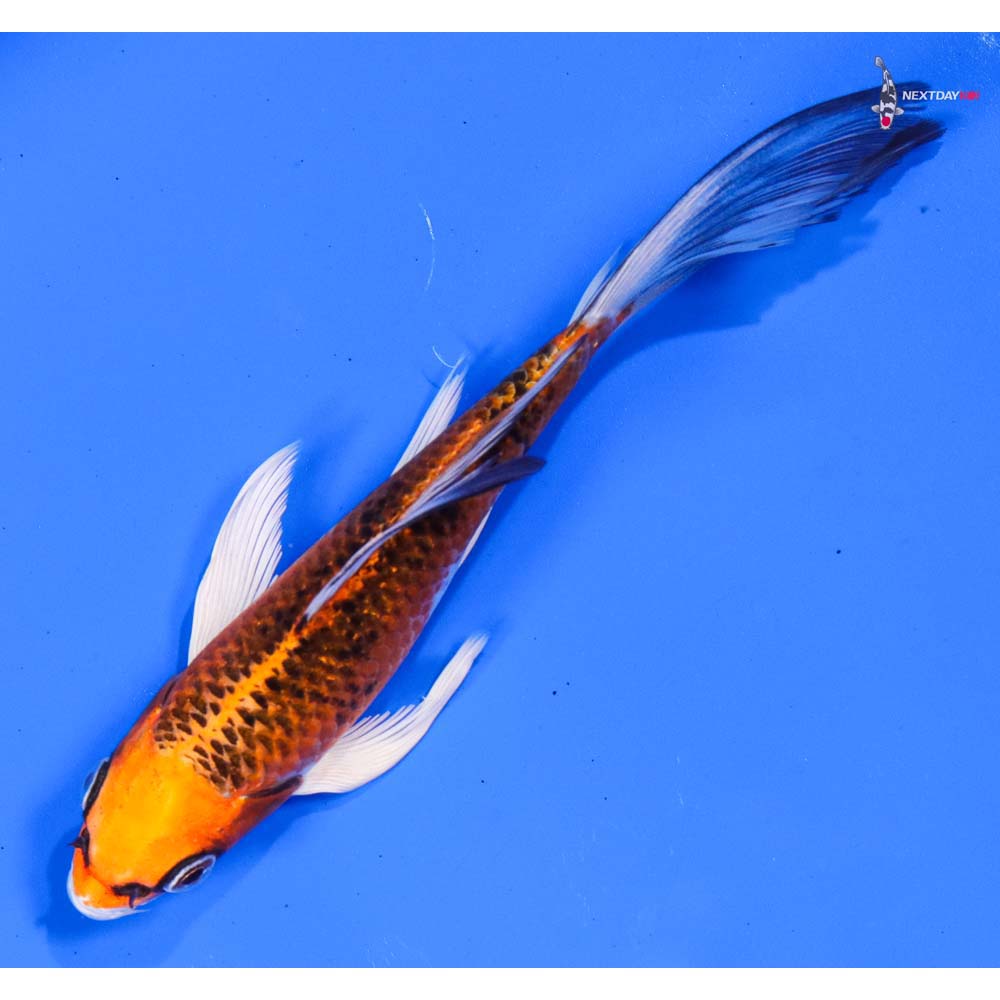6” Imported Kujaku Butterfly Koi