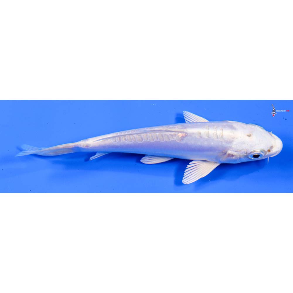 5” Imported Doitsu Platinum Ogon