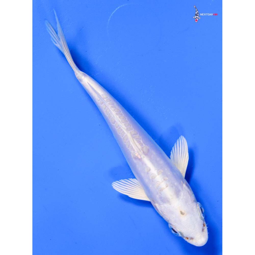 5” Imported Doitsu Platinum Ogon