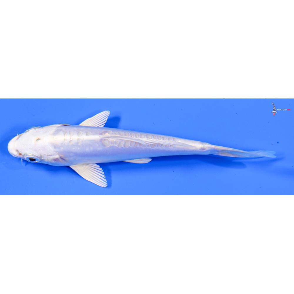 5” Imported Doitsu Platinum Ogon