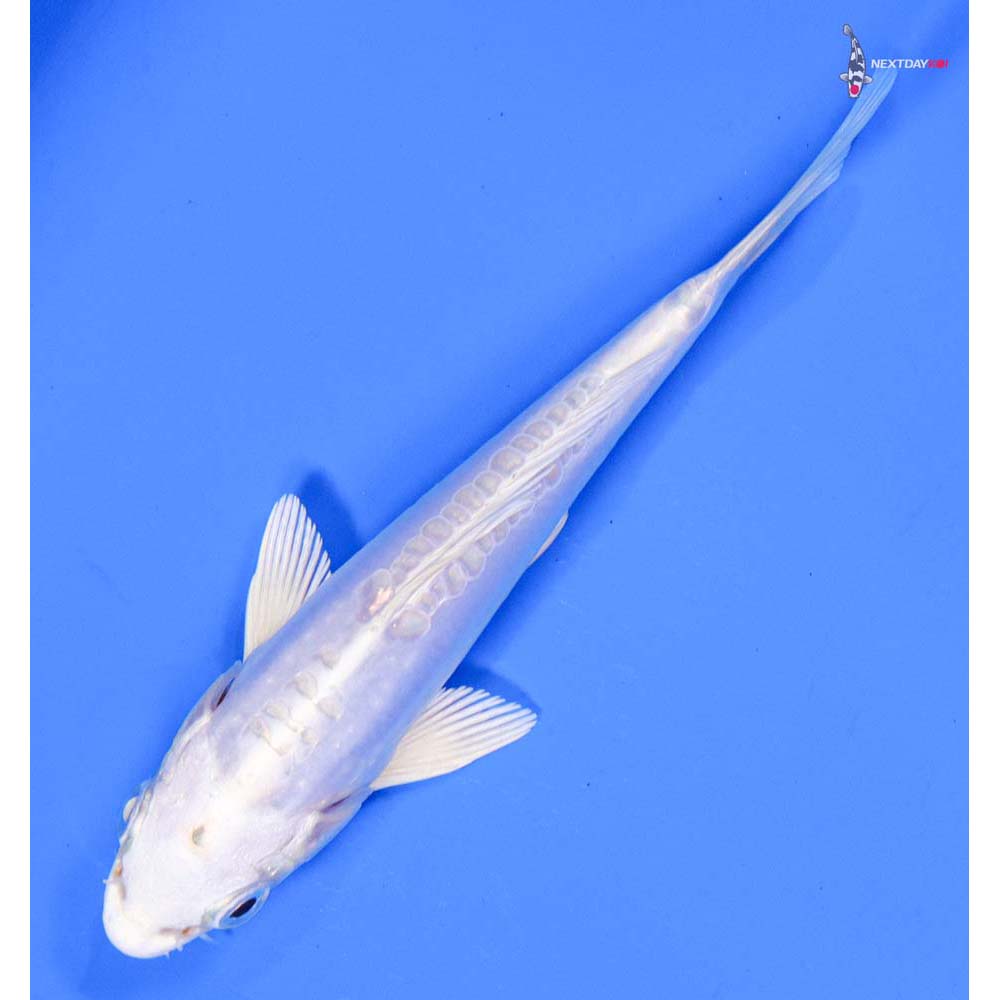 5” Imported Doitsu Platinum Ogon