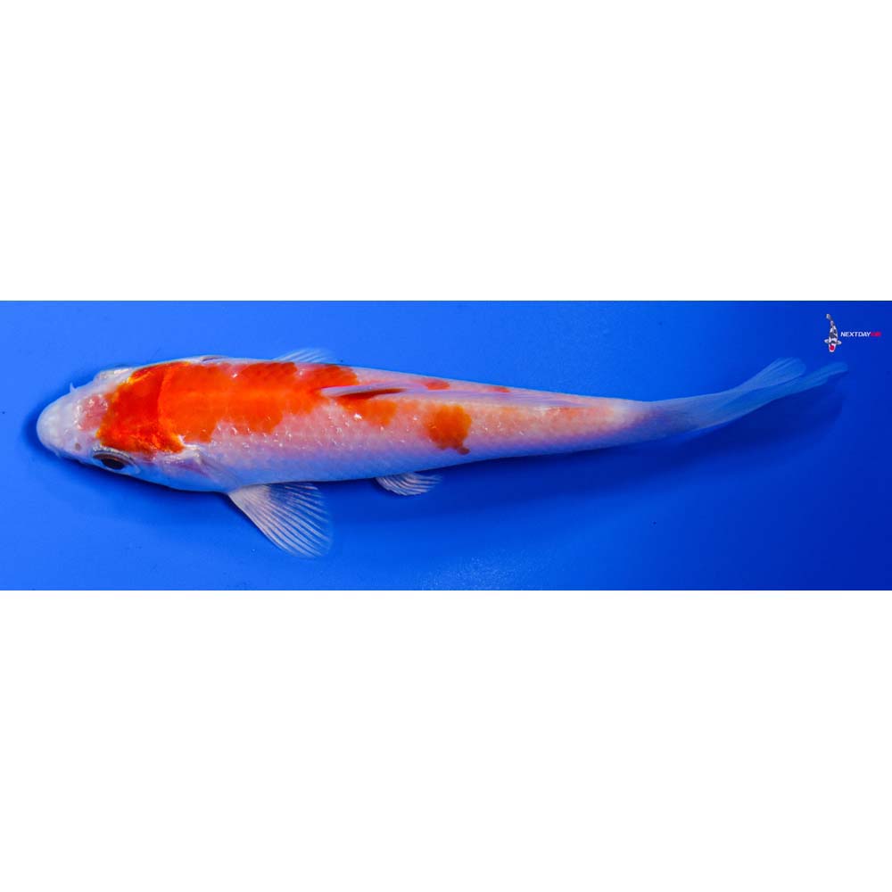 4.5” Imported Hariwake