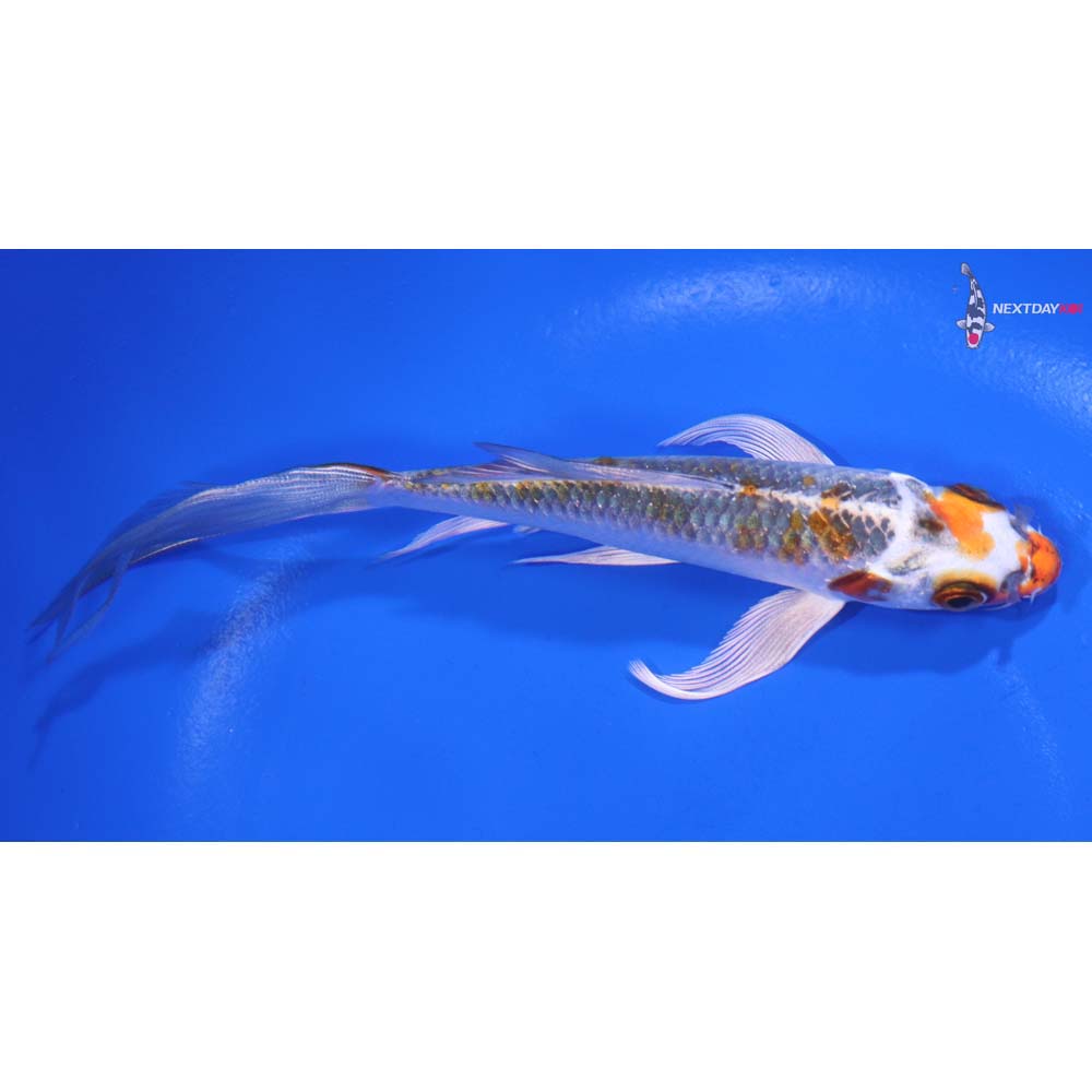6” Imported Kujaku Butterfly Koi