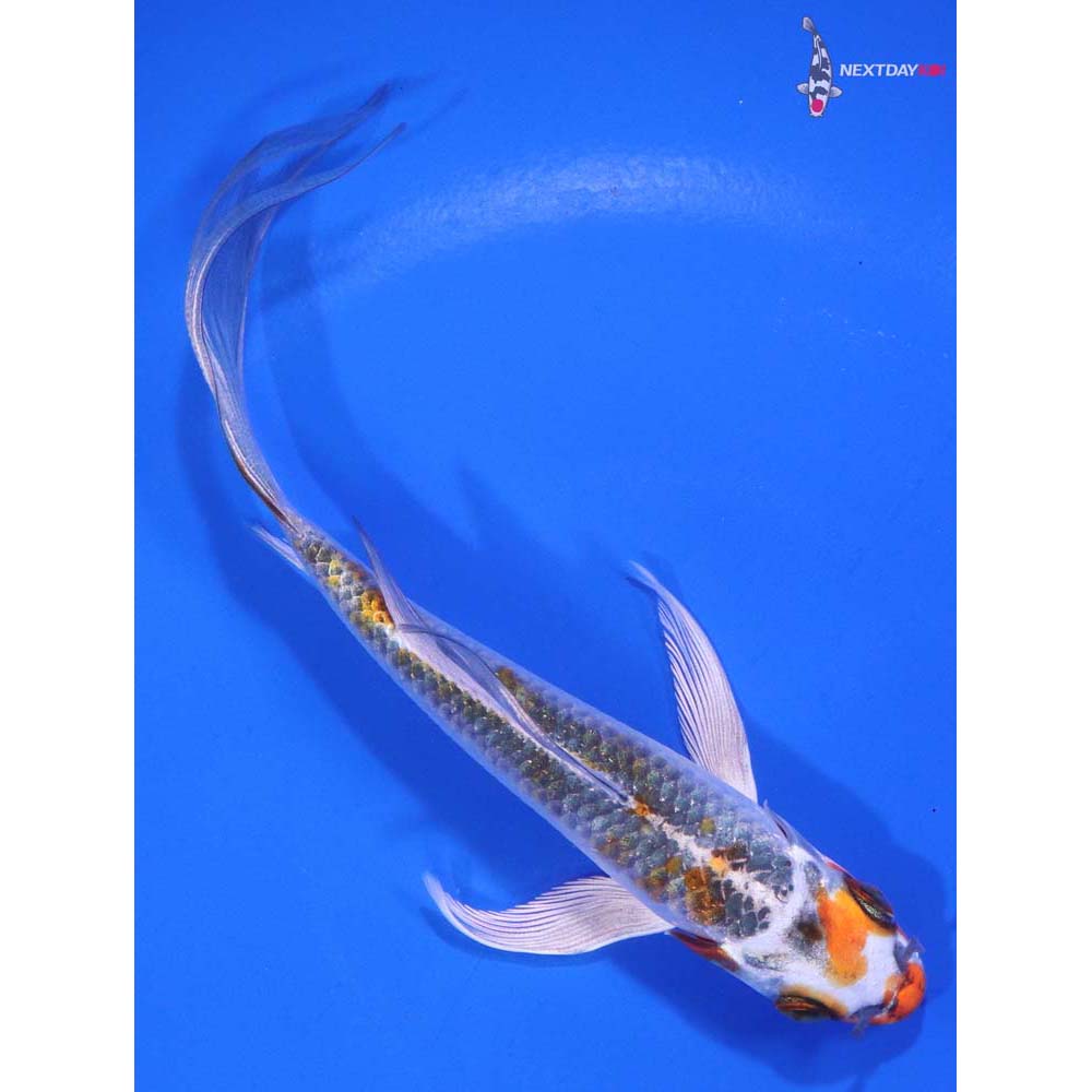 6” Imported Kujaku Butterfly Koi