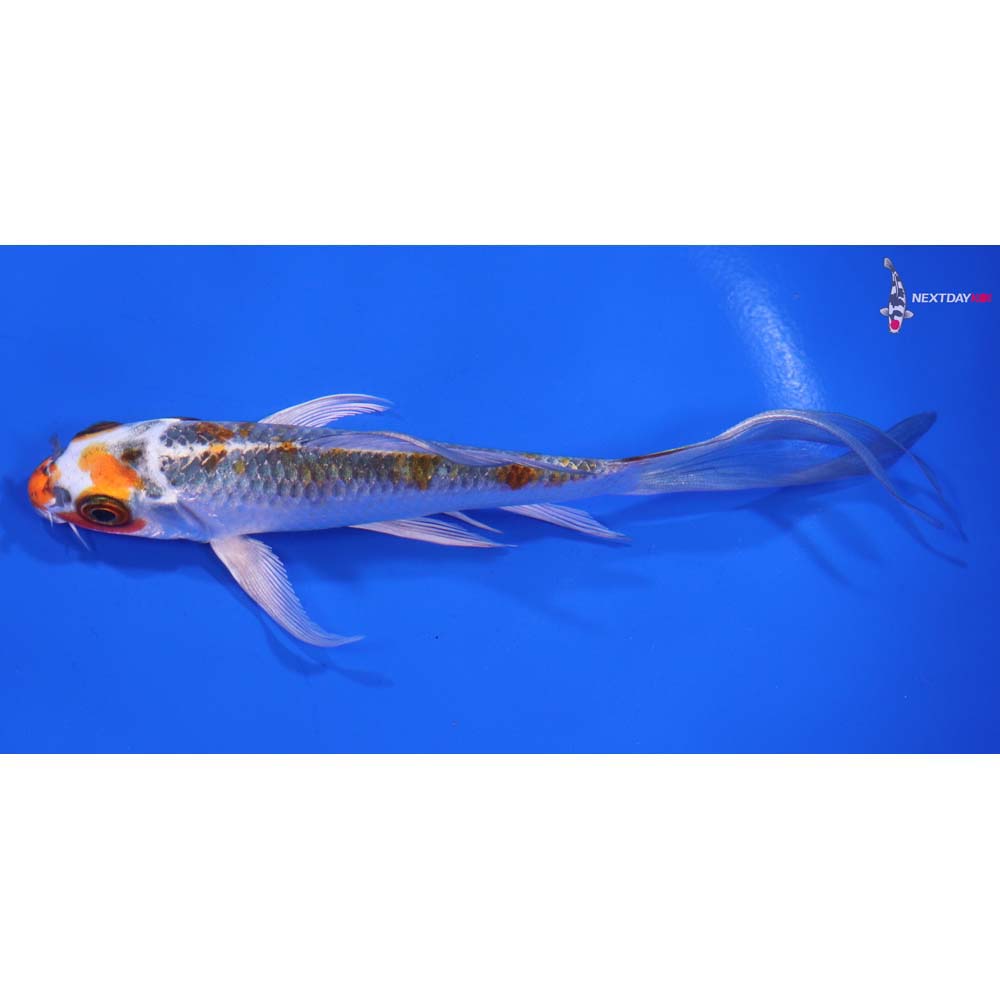 6” Imported Kujaku Butterfly Koi