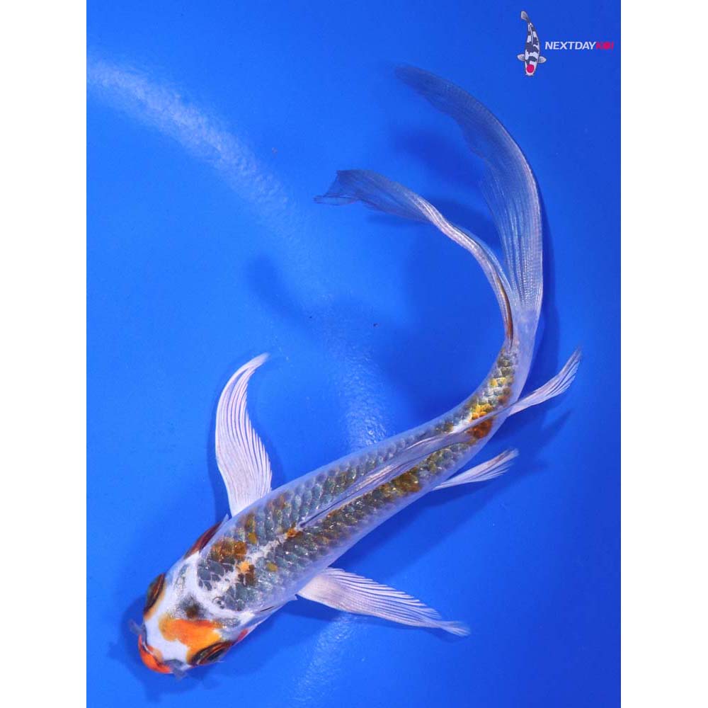 6” Imported Kujaku Butterfly Koi