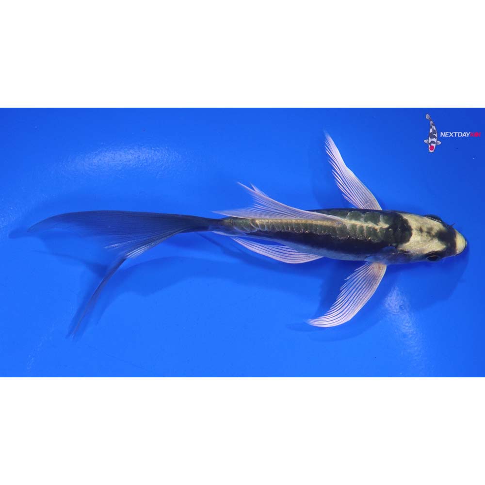 5” Imported Kin Kikokuryu Butterfly Koi