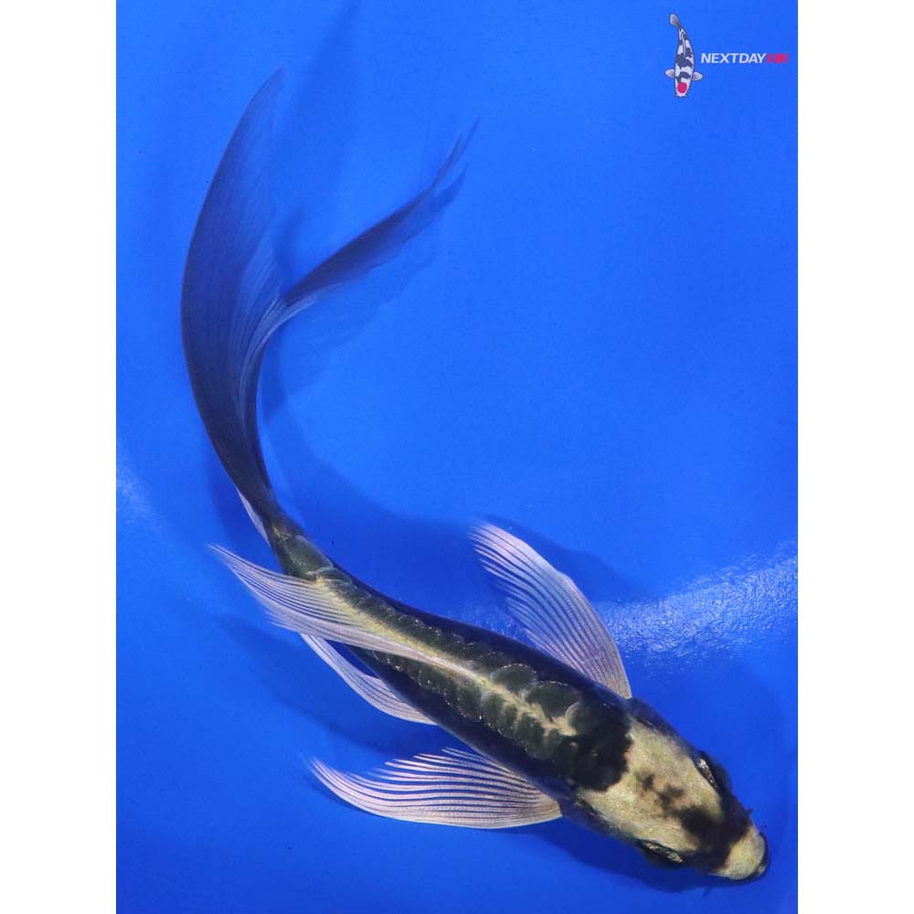 5” Imported Kin Kikokuryu Butterfly Koi