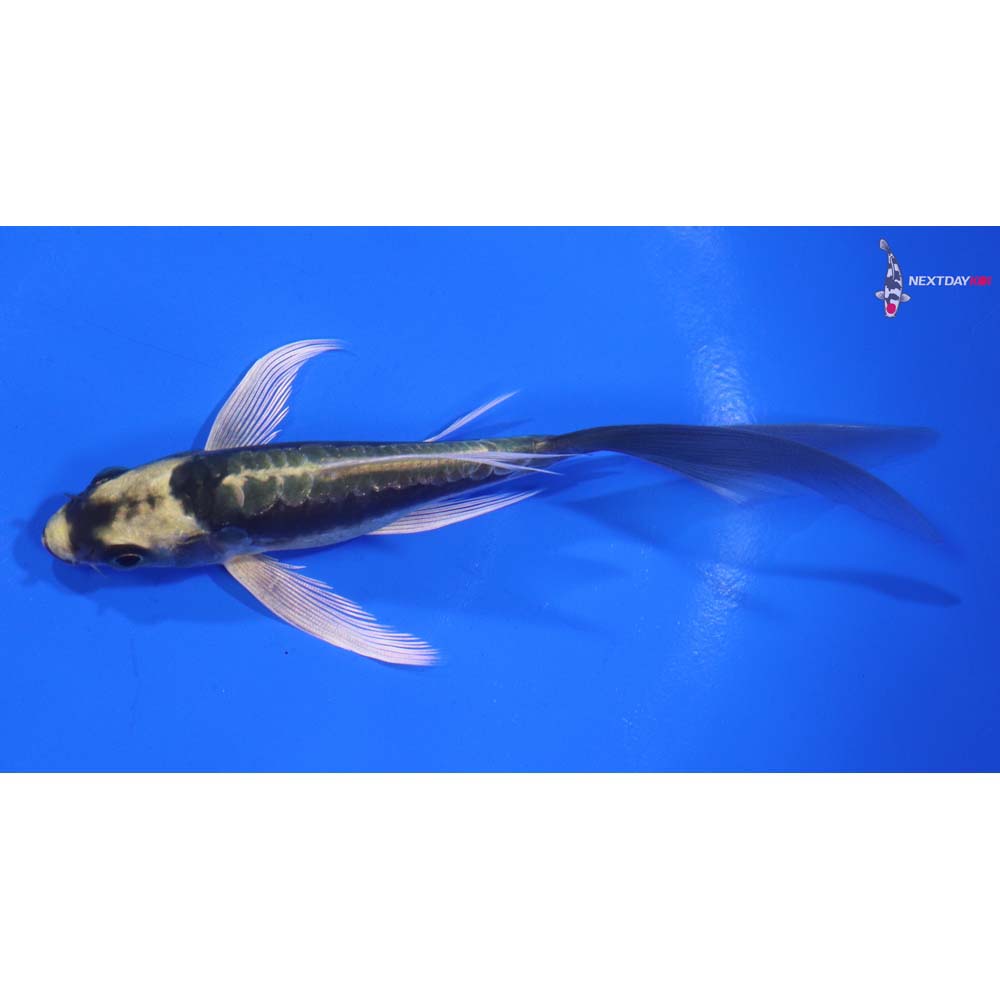 5” Imported Kin Kikokuryu Butterfly Koi