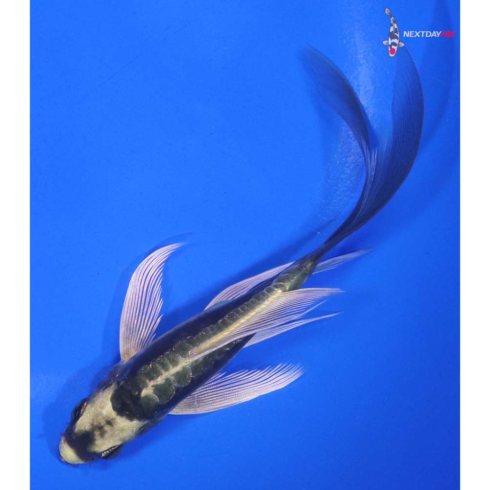 5” Imported Kin Kikokuryu Butterfly Koi