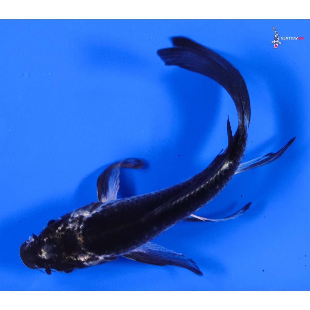5” Imported Gin Matsuba Butterfly Koi