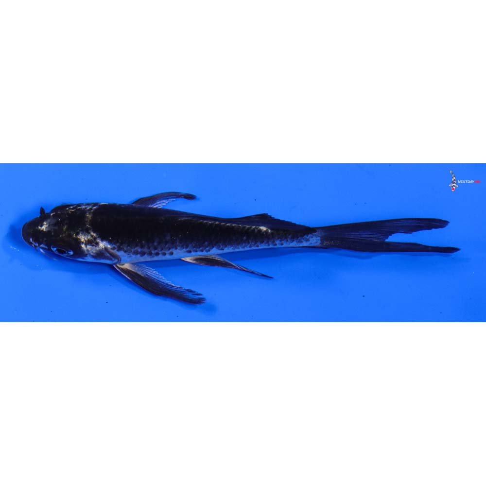 5” Imported Gin Matsuba Butterfly Koi