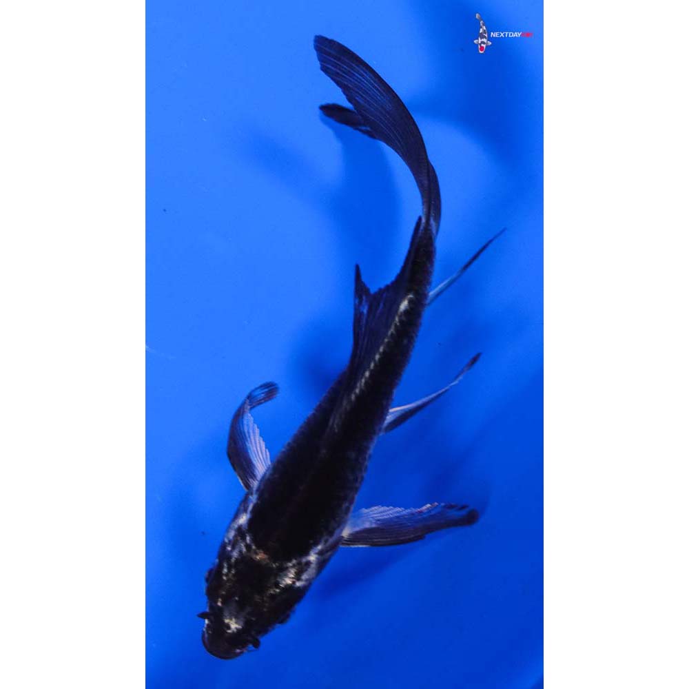 5” Imported Gin Matsuba Butterfly Koi