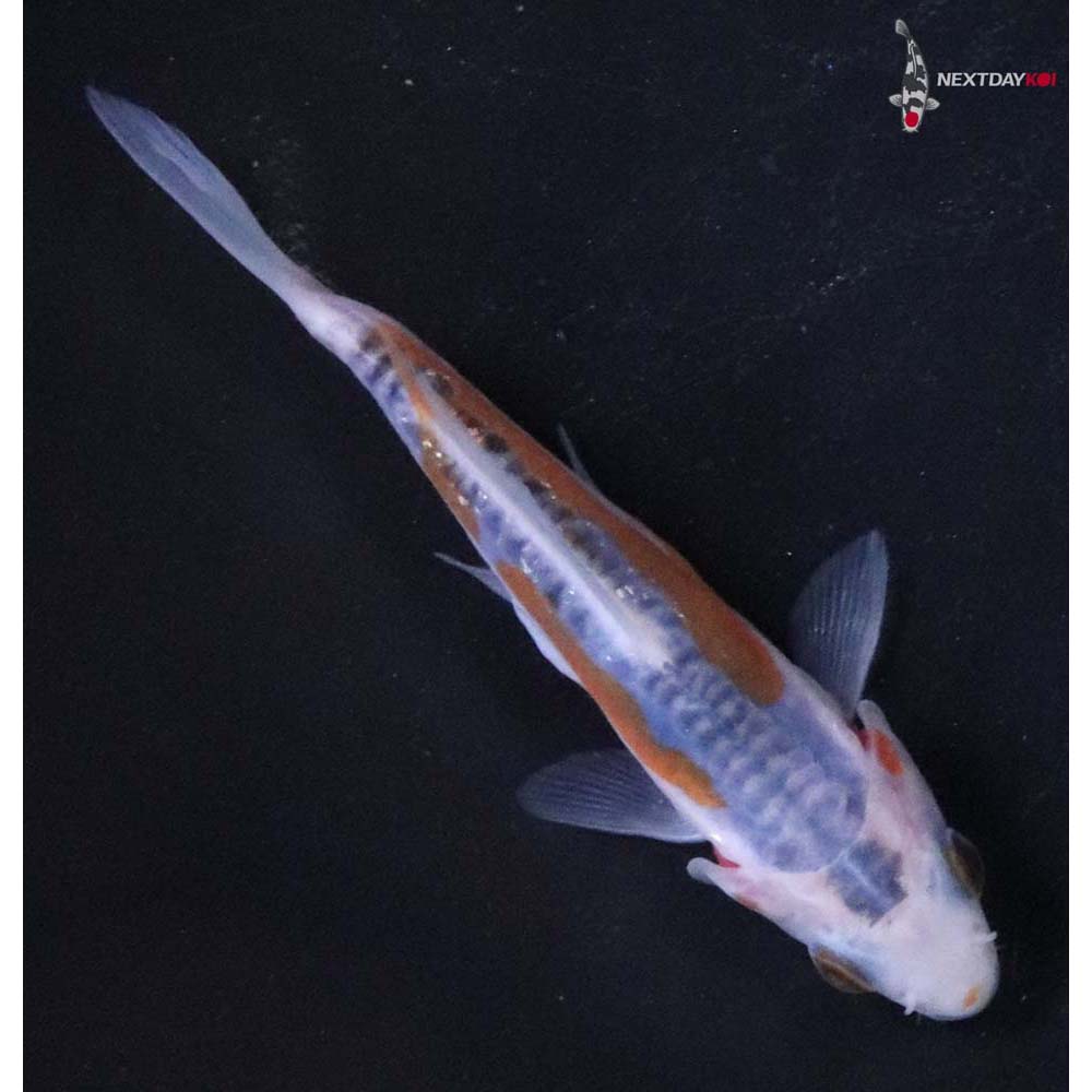 3.5” Imported Shusui