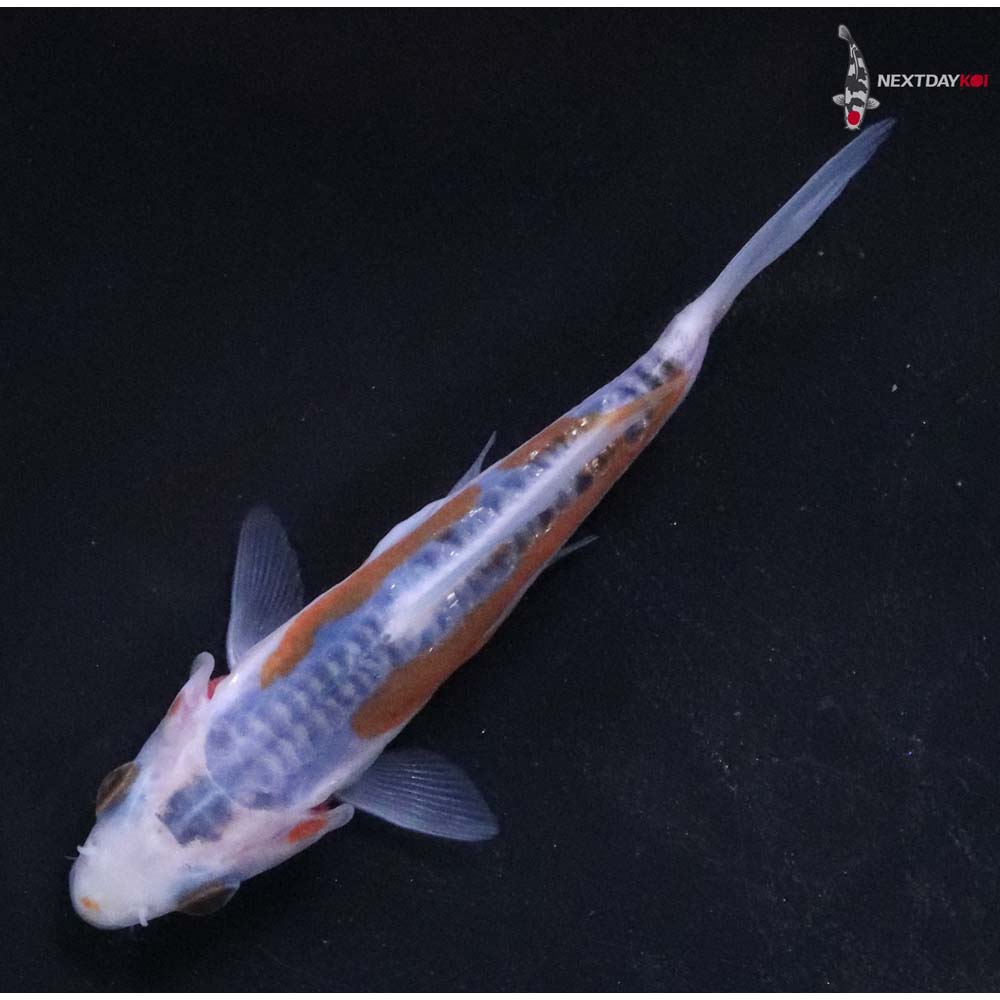 3.5” Imported Shusui