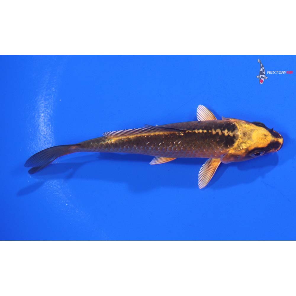 4” Imported Ki Matsuba