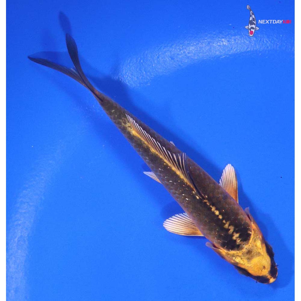 4” Imported Ki Matsuba