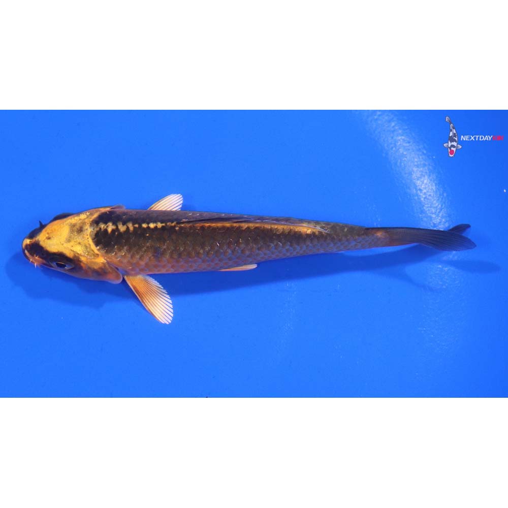 4” Imported Ki Matsuba