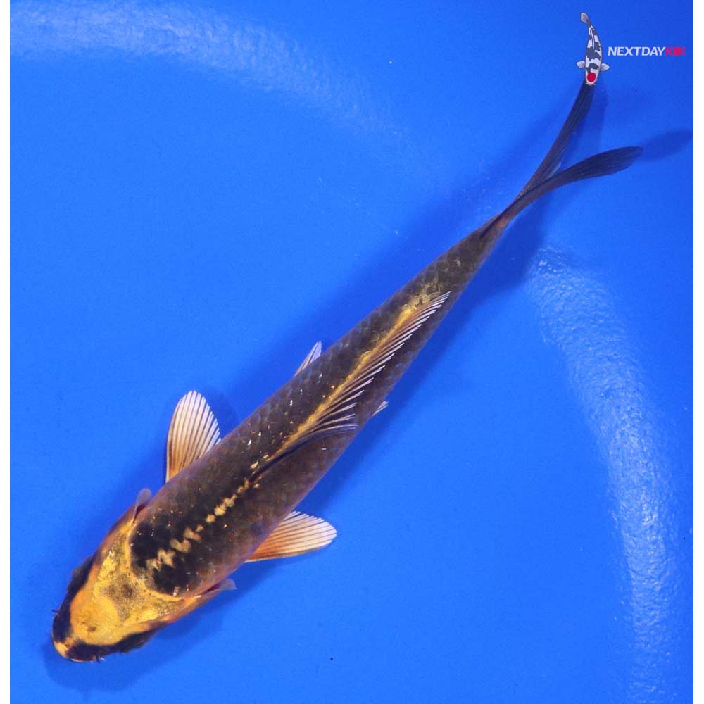 4” Imported Ki Matsuba