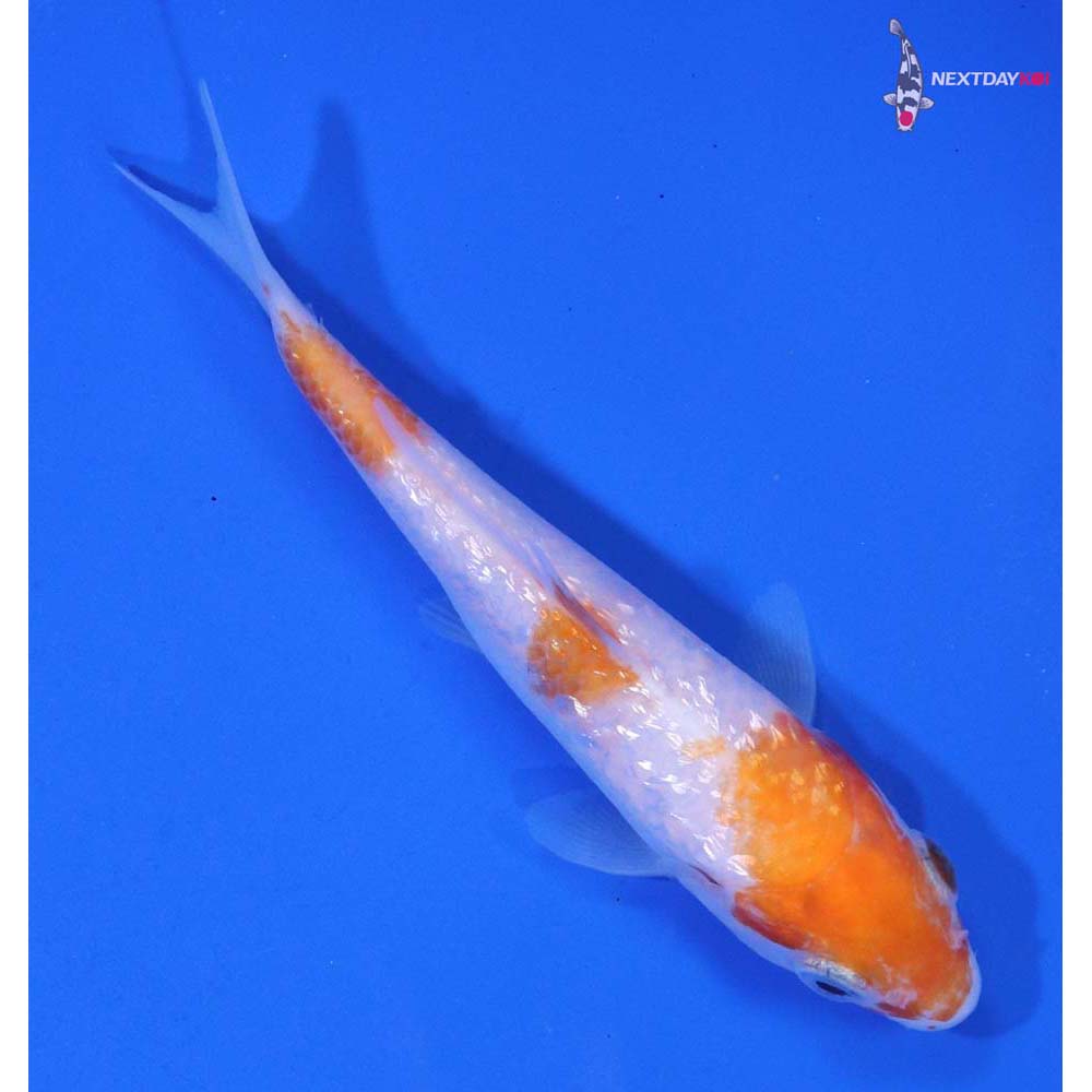 3.5” Imported Gin Rin Kohaku