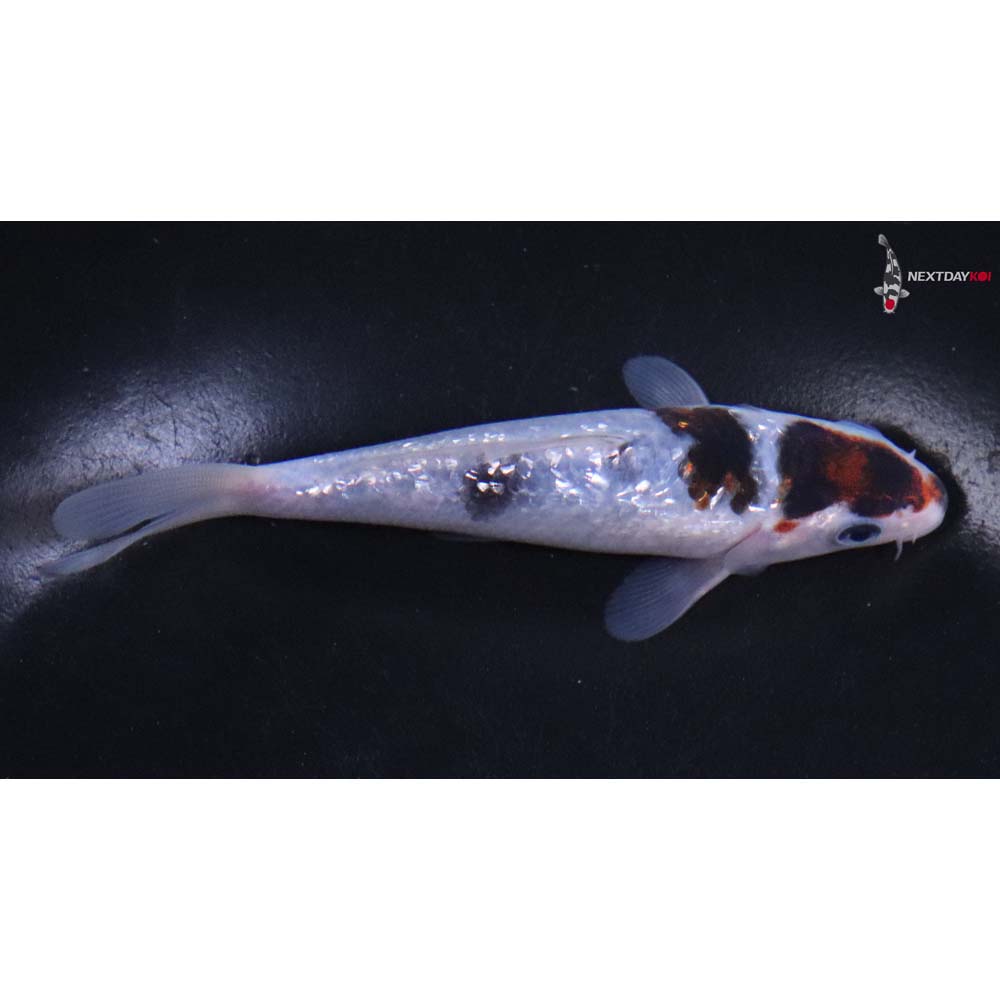 4.5” Imported Gin Rin Goromo