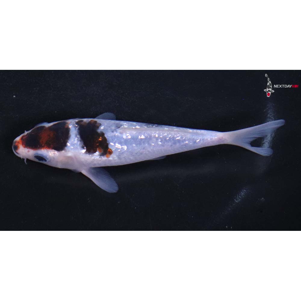 4.5” Imported Gin Rin Goromo