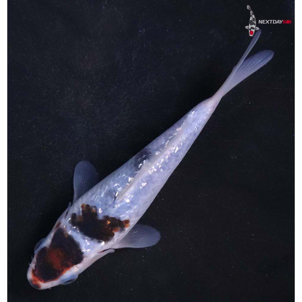 4.5” Imported Gin Rin Goromo